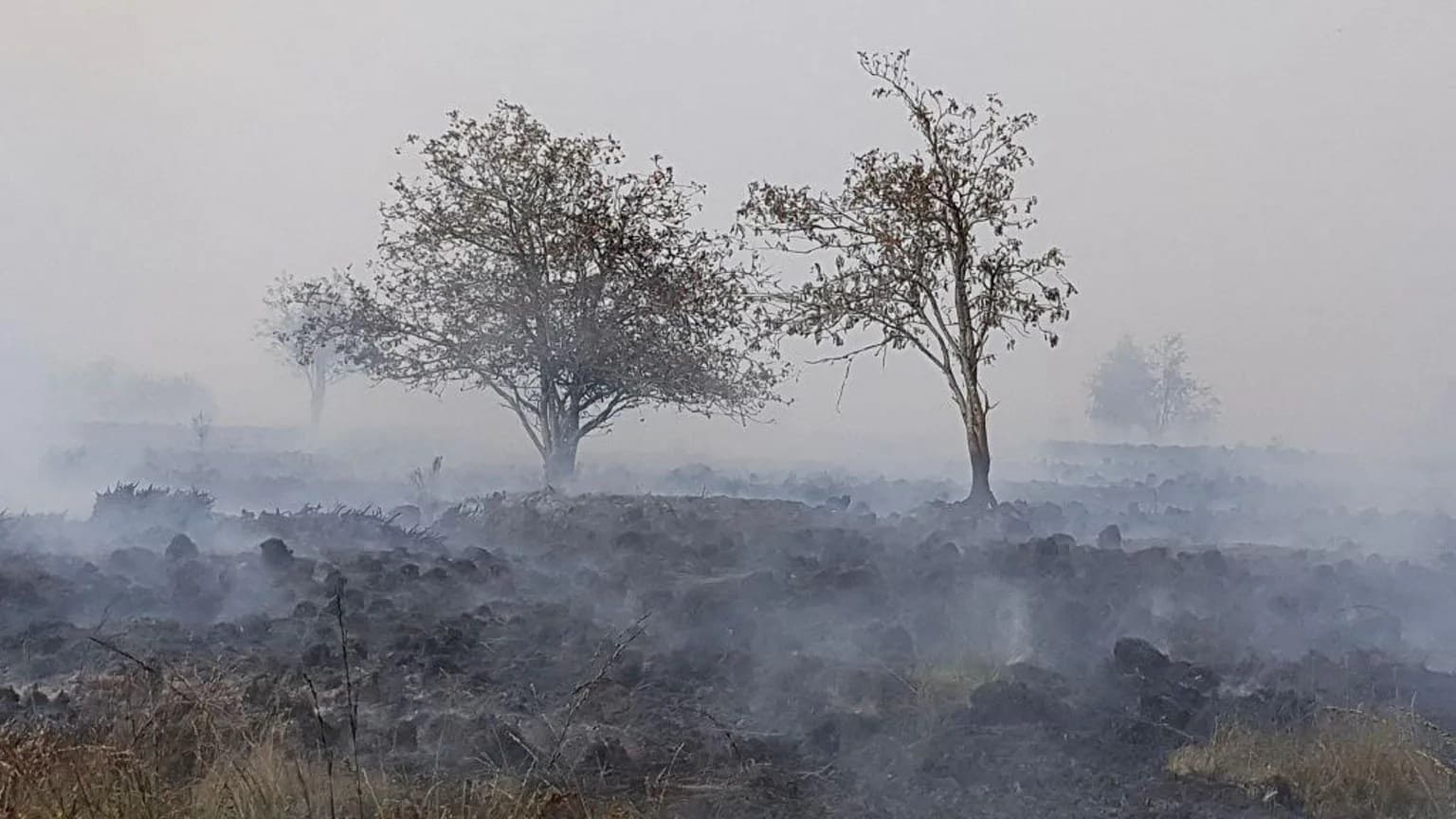 Scorched, smoke covered ground with burned trees still standing after a wildfire in the High Fens