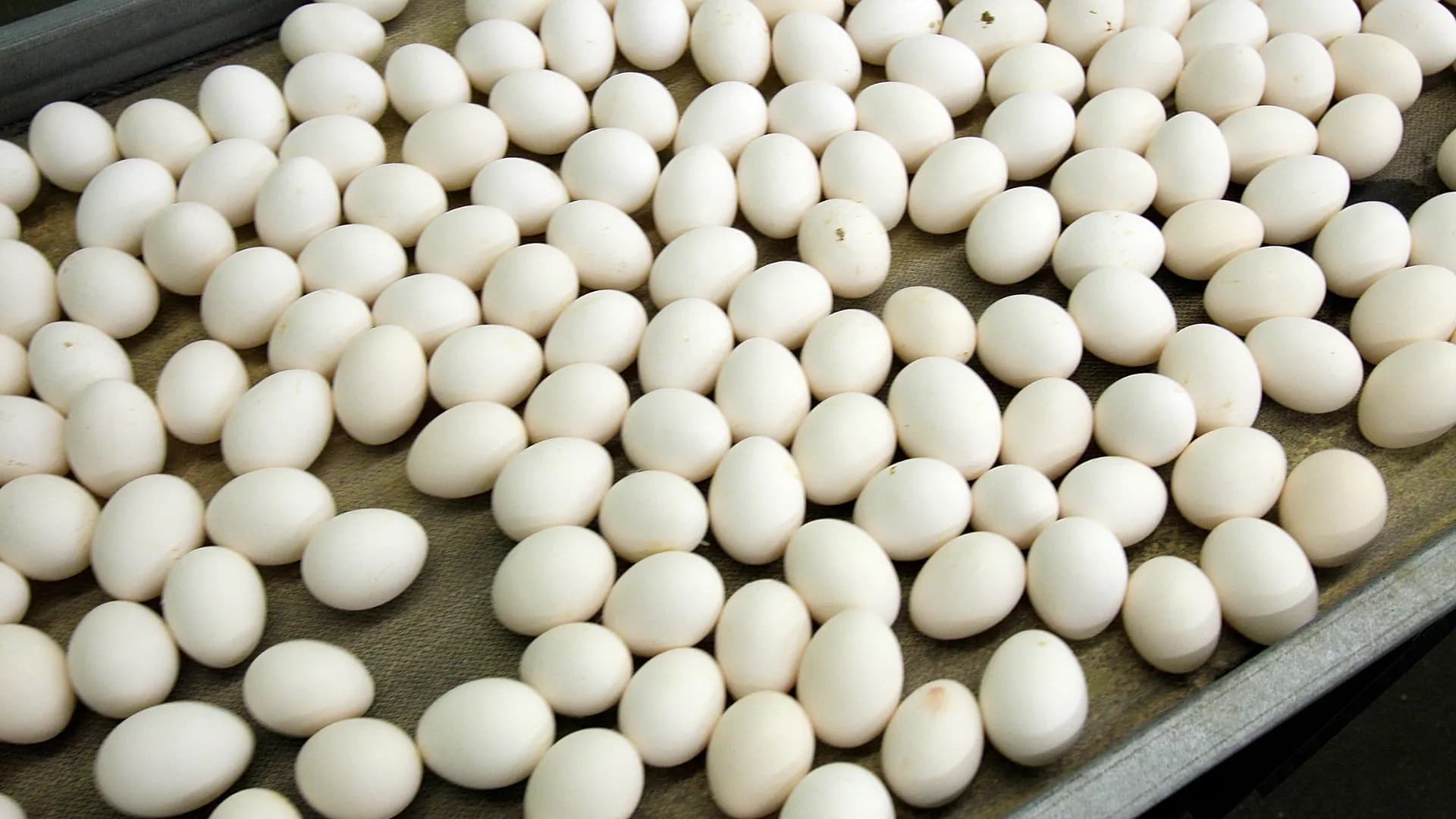 Trays of white eggs on a conveyor at a packing facility